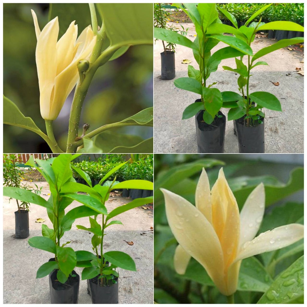 ต้นกล้าจำปี(2ต้น) ดอกสีเหลืองนวล(เพาะเมล็ด)จำปี กลิ่นหอมอ่อนๆ White jade orchid tree 🌼(สินค้าพร้อมส่ง)🌼
