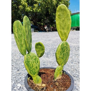 เสมาด่าง 1 ต้น# ตอด่าง ไม้ด่าง เสมา โอพันเทีย โอพันเทียด่าง opantia​ Cactus แคคตัส กระบองเพชร ไม้อวบน้ำ ไม้กราฟ ราคาถูก​