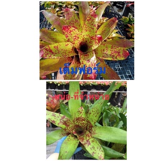 หน่ออวบๆ-นีโอไฮบริดใบจุดสีส้ม Neo Hybrid #สับประรดสี # Bromeliad #ต้นไม้สวยงาม# ไม้ประดับ# ตกแต่งสวน#ปลูกตกแต่งบ้านคอนโด