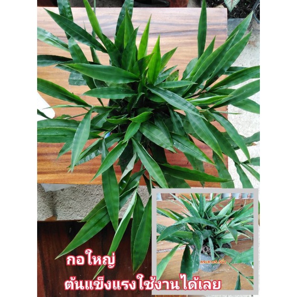 ต้นหญ้ารีแพร์/กระชับช่องคลอด​ กอใหญ่ๆพร้อมทานได้กระถาง5.5นิ้ว50บาท