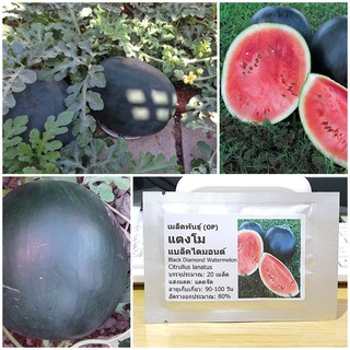 เมล็ดพันธุ์ แตงโม แบล็คไดมอนด์ (Black Diamond Watermelon Seed) บรรจุ 20 เมล็ด คุณภาพดี ของแท้ 100%