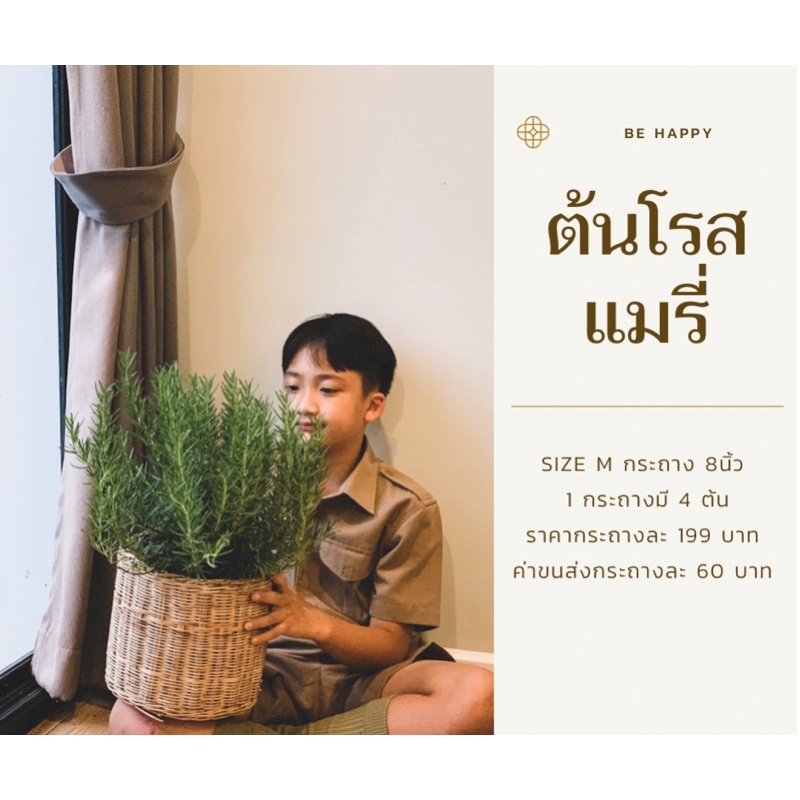 𝑅𝑂𝑆𝐸𝑀𝐴𝑅𝑌 size M กระถาง 8 นิ้ว โรสแมรี่คัดพิเศษ พุ่มสวย ต้นแข็งแรง แตกยอดเยอะ