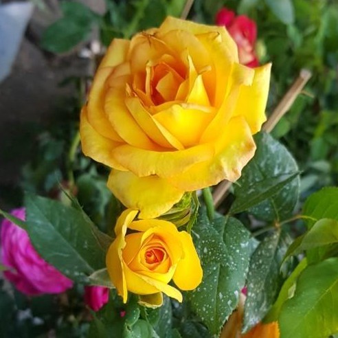 ต้นกุหลาบสายพันธุ์ยุโรป พันธุ์ก้านยาว ดอกใหญ่ English rose ดอกใหญ่สีเหลือง ลำต้นสูง 60-80ซม จัดส่งพร้อมกระถาง 8 นิ้ว