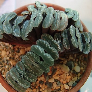 (moys)Haworthia truncata 6-8cm กุหลาบหินนำเข้า ไม้อวบน้ำ Succulents (ไลทอป Lithops แคคตัส cactus กระบองเพชร)