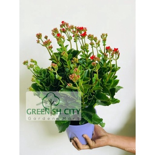 GNC - Kalanchoe Hybrid CNY Live Plant Pokok ดอกมะลิฤดูหนาว上衣/种子/向日葵/手链/通心菜/花园/母婴/儿童/鲜花/内裤/ IHH6