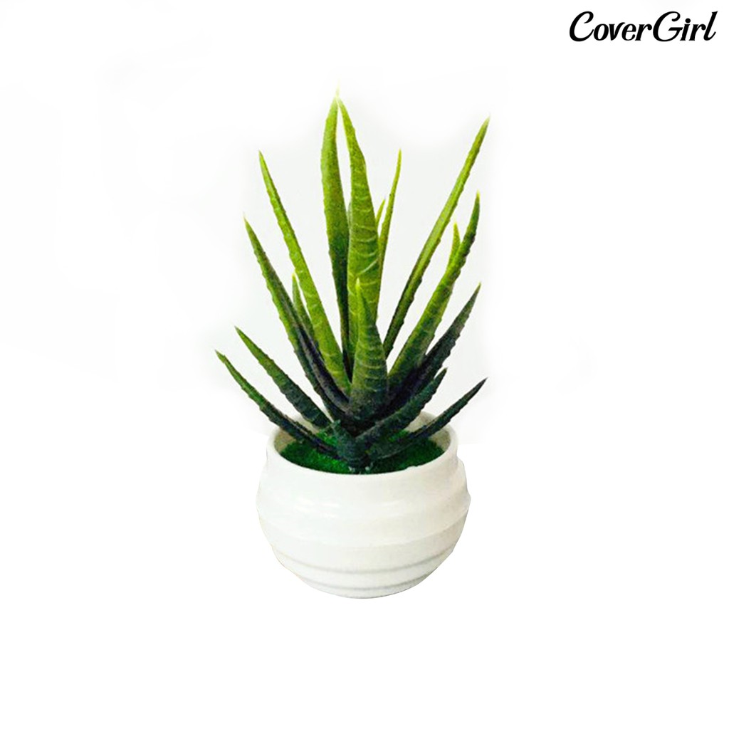 ( Beauty ) กระถางต้น