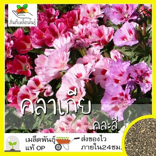 เมล็ดพันธุ์ คลาเกีย คละสี  200 เมล็ด Mixed Clakia Amoena เมล็ดพันธุ์แท้ นำเข้าจากต่างประเทศ ปลูกผัก ปลูกง่าย ก็อตดิเทีย