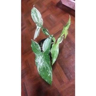 Syngonium white knight albo variegated  ไหลมาด่างขาว  รากเดินดีมาก พร้อมตั้งแม่ หน่อใหม่มาแล้ว