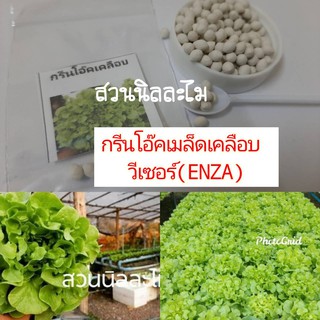 เมล็ดพันธุ์ผักสลัดกรีนโอ๊ควีเซอร์เคลือบ20เมล็ด 25บาท (มีบริการเก็บเงินปลายทาง)