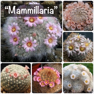 เมล็ดพันธ์ุกระบองเพชร🌵 “Mammillaria”(แมมมิลาเรีย🌸)คละสายพันธุ์