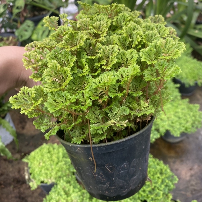 เฟิร์นกนก อินโดเลื้อย / ต้นเฟิร์นกนกนารีแคระ  🪴 พร้อมกระถาง4นิ้ว - รูปที่ 4