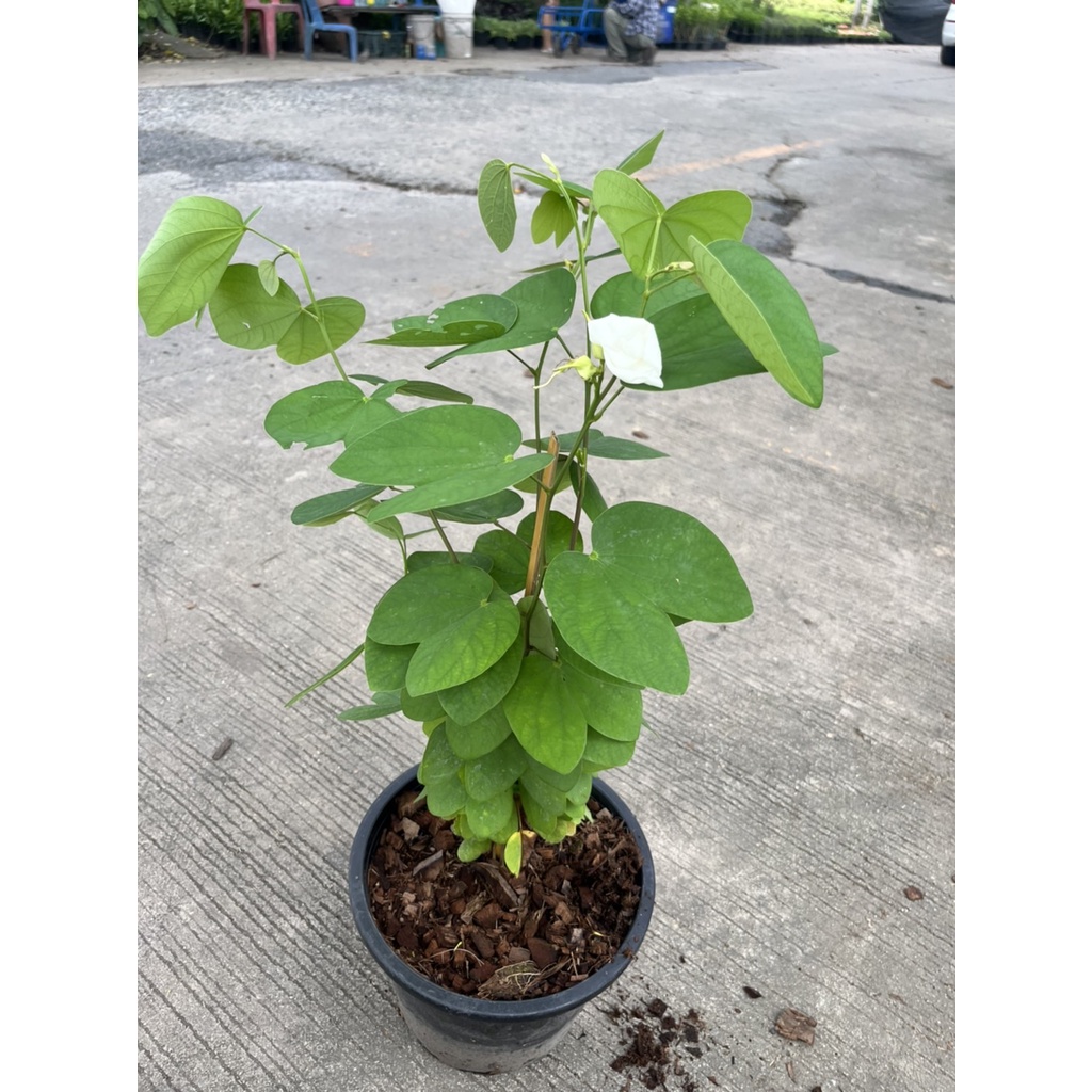 มุมมอง 3