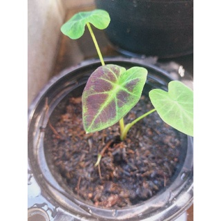 โคโลคาเซีย แบล็คบิวตี้ (colocasia black beauty)มีไหล1ไหล