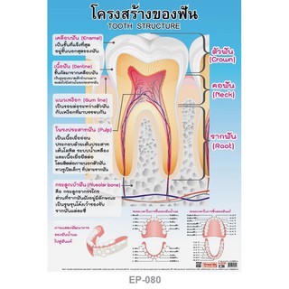 INTOP By OST Plastic Poster โปสเตอร์พลาสติก สื่อการเรียนรู้ Tooth Structure โครงสร้างของฟัน: 50x70 Cm #EP-080