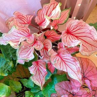 ขายดี สวนครัว/20PCS Rare Plant Caladium Bicolor Seeds Bonsai Plant Seeds for Garden Decoratio/อ/อินทรีย์ คละ สวนครัว ดอก