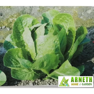 LETTUCE GRAND ROMAINE SEEDS RETAIL PACK BY KNOWN YOU手链/香菜/玫瑰/母婴/鲜花/种子/儿童/苹果/内裤/文胸/ UZQY