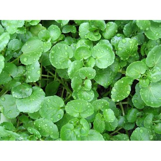 เมล็ด สลัดน้ำ วอเตอร์เครส - Watercress