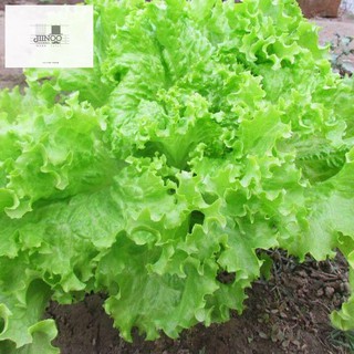 American Big Speed ​​​​Lettuce Seed Family Balcony Potted Vegetable Seeds เมล็ดพันธุ์ผัก Four Seasons