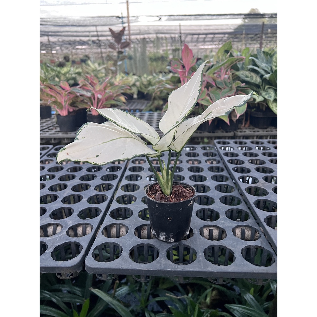 มุมมอง 3