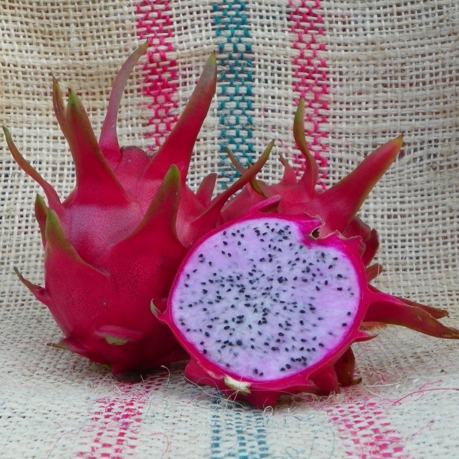 #แก้วมังกรสีชมพู #DelightDragonFruit #พันธุ์ผสม #ผลไม้เมืองร้อน #ผลไม้แปลกใหม่ #ผลไม้สีสันสดใส #ผลไม้รสชาติหวาน #ผลไม้เนื้อกรอบ #ผลไม้ที่ปลูกง่าย #ผลไม้มีประโยชน์ #ผลไม้ดีต่อสุขภาพ