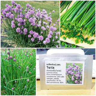 เมล็ดพันธุ์ ต้นหอมฝรั่ง(ไชว์ส) (Common Chives Seed) บรรจุ 200 เมล็ด คุณภาพดี ราคาถูก ของแท้ 100%