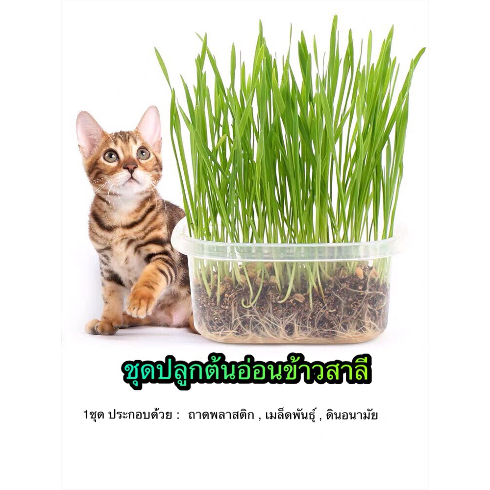 ชุดปลูกต้นอ่อนข้าวสาลี หญ้าแมว (พร้อมส่ง)