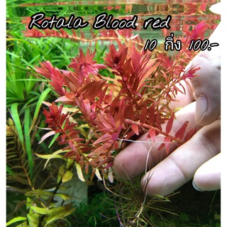 Rotala Blood Red **ขายเป็นใบบก** 20 กิ่ง 100 ในรูปตัวอย่างเป็นใบน้ำแล้ว