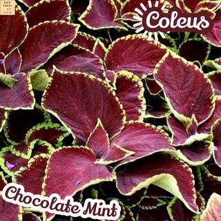 [ฤๅษีผสมช็อคโกแลตมิ้นท์] Coleus Chocolate Mint ส่งพร้อมกระถาง ไม้ใบ ไม้ดอก ไม้ประดับ ไม้ด่าง ไม้สวยๆ ใบใหญ่ ไม้ฟอกอากาศ