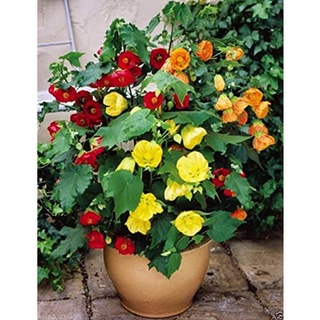 ชบาโคม Ablution Hybridum Bellevue Maple 20 เมล็ด นำเข้าอังกฤษ