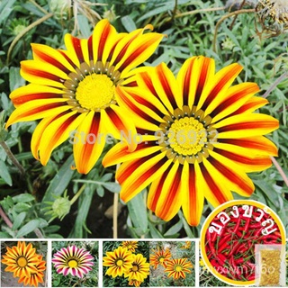 Flower seeds Gazania rigens, potted flowers gazania seeds, sunflowers Africa,about 50 particles花园/种子/seeds/文胸/香菜/内裤/苹果/手