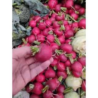 RED ROUND RADISH 1 kg เรด แรดิช / หัวไชเท้าแดง