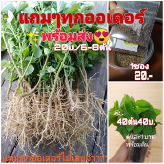 ตำแยแมวสด กัญชาแมวไทย ไผ่เงิน หญ้าแมว ไผ่แมว แคทนิป catnip เมล็ดตำแยแมว300-500เมล็ด ต้นกล้าตำแยแมว