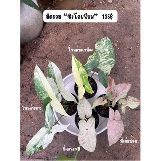 มัดรวม Syngonium หรือ ตระกูลเงินไหลมา ไหลด่างขาว ไหลด่างเหลือง พิ้งค์สปอต มิ้ลคอนเฟติ