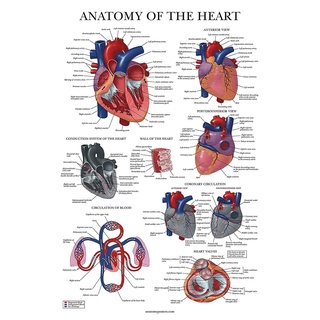 โปสเตอร์หัวใจ กายวิภาคศาสตร์ ลามิเนต แผนภูมิกายวิภาคศาสตร์ของหัวใจมนุษย์