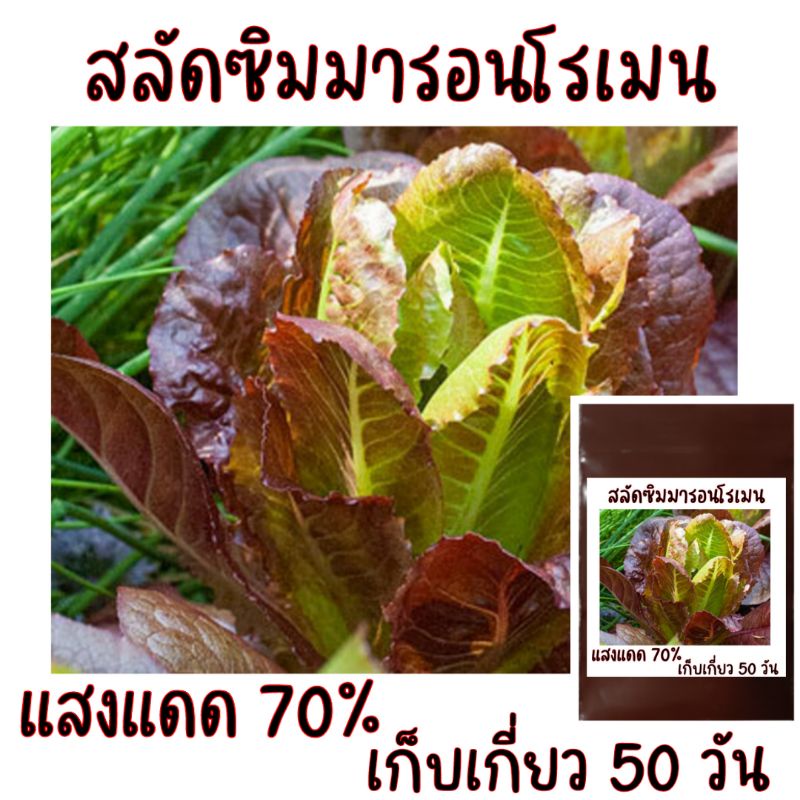 100 เมล็ด เมล็ดพันธุ์สลัดซิมมารอนโรเมน Cimmaron Romaine Lettuce
