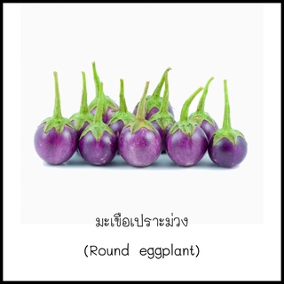 เมล็ดมะเขือเปราะม่วง (Round eggplant) 30 เมล็ด [10 แถม 1 คละได้]