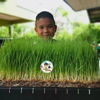 เมล็ดข้าวสาลี ขนาด 500 กรัม เกรดนำเข้า หญ้าแมว อัตราการงอกสูง เมล็ดต้นอ่อนข้าวสาลี Aus Wheat