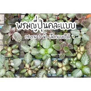 พรมญี่ปุ่น ลูกผสม คละแบบ กระถาง 3 นิ้ว