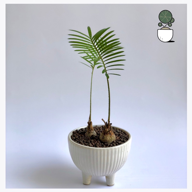 ต้นปรงป่า Cycad ไม้โขดต้นปรง จัดส่งเป็นหัว สำหรับคนรักไม้โขด ตกแต่งสวน แบบมินิมอล  โต๊ะทำงาน ร้านคาเฟ่ ไม้ปรง รูปที่ 3
