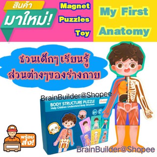 Body Anatomy for kids Wooden Puzzle เรียนรู้ร่างกายของเรา