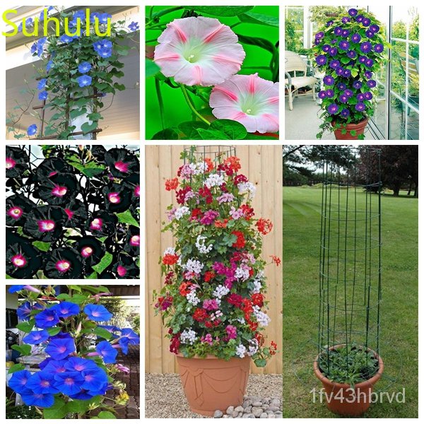 2022100pcs Morning Glory Seeds Garden Indoor Flowers Balcony amp ...