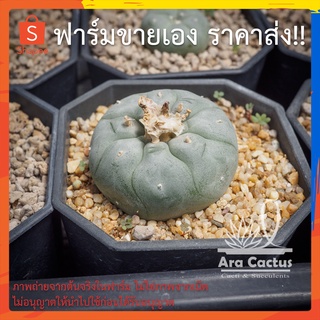 สวนขายเอง! โลโฟดิฟฟูซา Lophophora diffusa ไซส์กระถาง 3-4 นิ้ว แคคตัส กระบองเพชร ต้นไม้ประดับ อวบน้ำ แคนตัส ตะบองเพชร