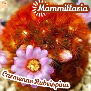 [คาร์มิเน่แดง] Mammillaria Carmenae Rubrispina ส่งพร้อมกระถาง แคคตัส Cactus Succulent Haworthia Euphorbia ไม้หายาก