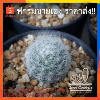 สวนขายเอง! แมมบูมิไอ บูมิอาย Mammillaria baumii ไซส์กระถาง 2 นิ้ว แคคตัส แคนตัส กระบองเพชร ตะบองเพชร ต้นไม้ประดับ อวบน้ำ