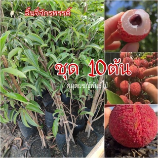 🍒ต้น ลิ้นจี่จักรพรรดิ์ ชุด 10ต้น  กิ่งตอน 80cm พันธุ์แท้💯