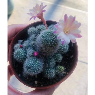 รีบูเทีย (Rebutia) แคคตัส สายดอก ฟอร์มกอ ส่งต้นพร้อมกระถาง