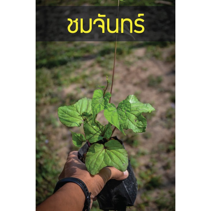 ชมจันทร์ ปลูกเลยใครท้องผูก ดอกออกมารีบกินด่วน