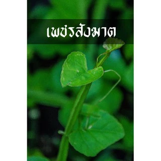 เพชรสังฆาต ต้นไม้สำหรับปลูกพร้อมลงดิน