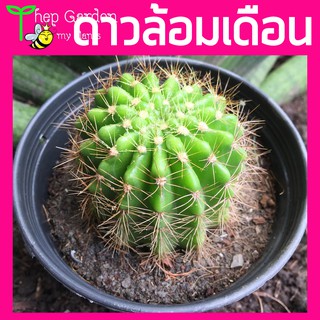 กระบองเพชร Echinopsis calochlora (ดาวล้อมเดือน)