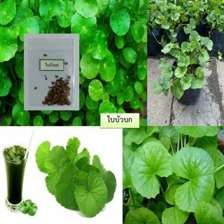 เมล็ดใบบัวบก 50 เมล็ด 🌱 ซื้อ 10 แถม 2 คละได้ 💥 เลือกของแถมได้ คิดถึงเมล็ดผัก คิดถึง skinsun